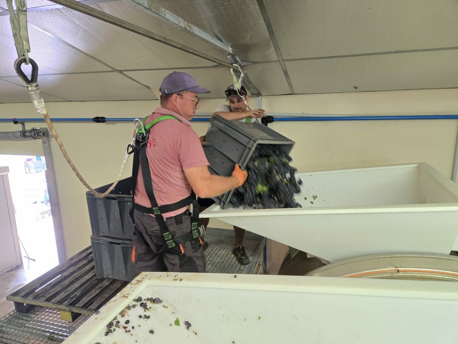 Vers geoogste Pinot Noir druiven worden naar de pers gebracht