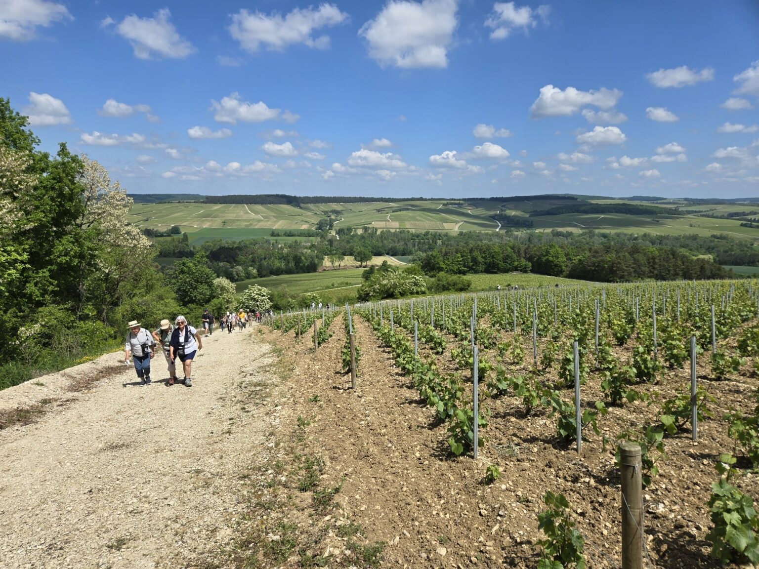Wandeling door de wijngaarden van Champagne Deheurles in de Côte des Bar