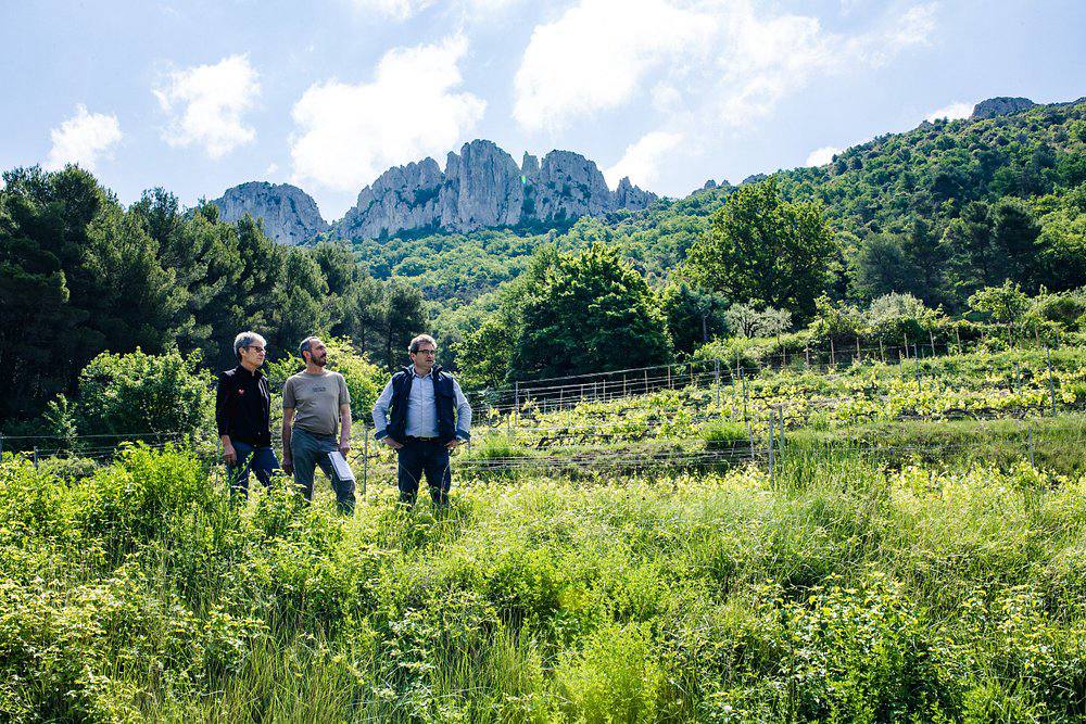 Vignerons bij de Dentelles de Montmirail | Gigondas LaCave