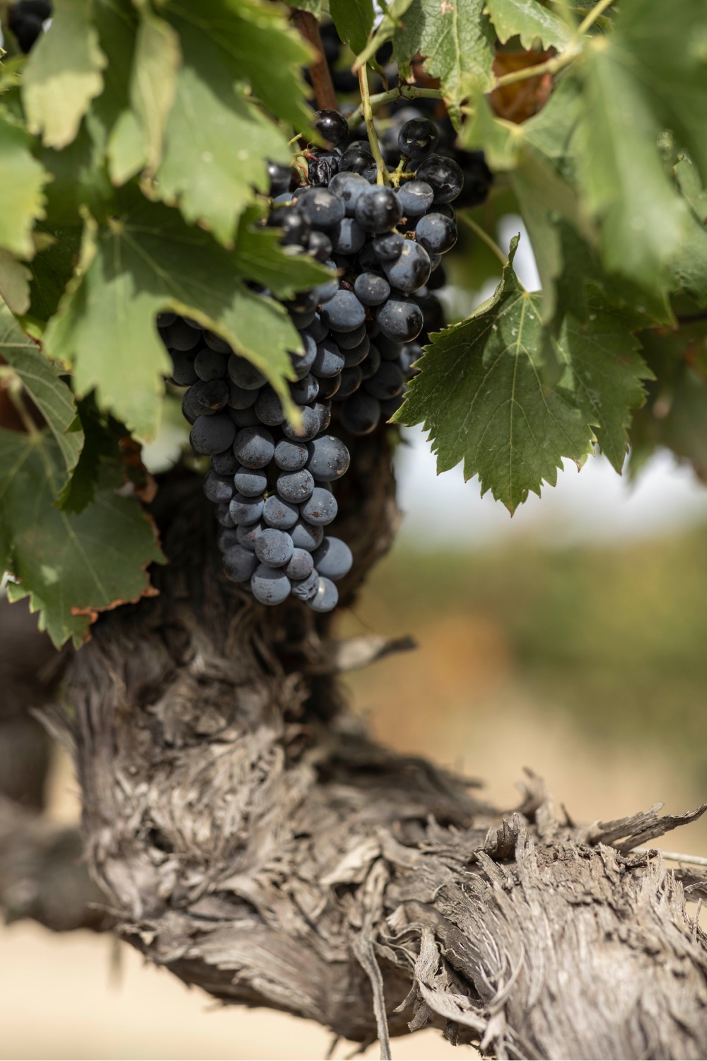 Handmatige druivenoogst in de wijngaarden van onze Franse producenten
