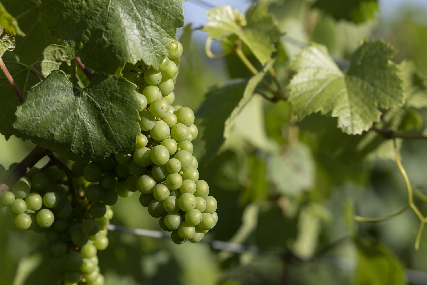 Chardonnay-druiven aan de wijnstok